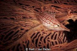 A solitary, territorial, but inqusitive long nose Hawkfish by Peet J Van Eeden 
